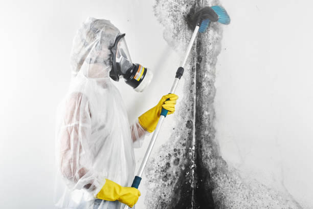 Best Attic Mold Removal  in Briarcliff, TX
