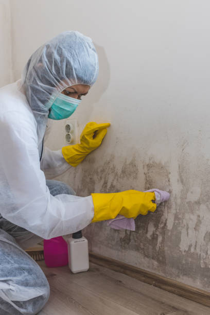 Best Mold Removal for HVAC Installations  in Briarcliff, TX